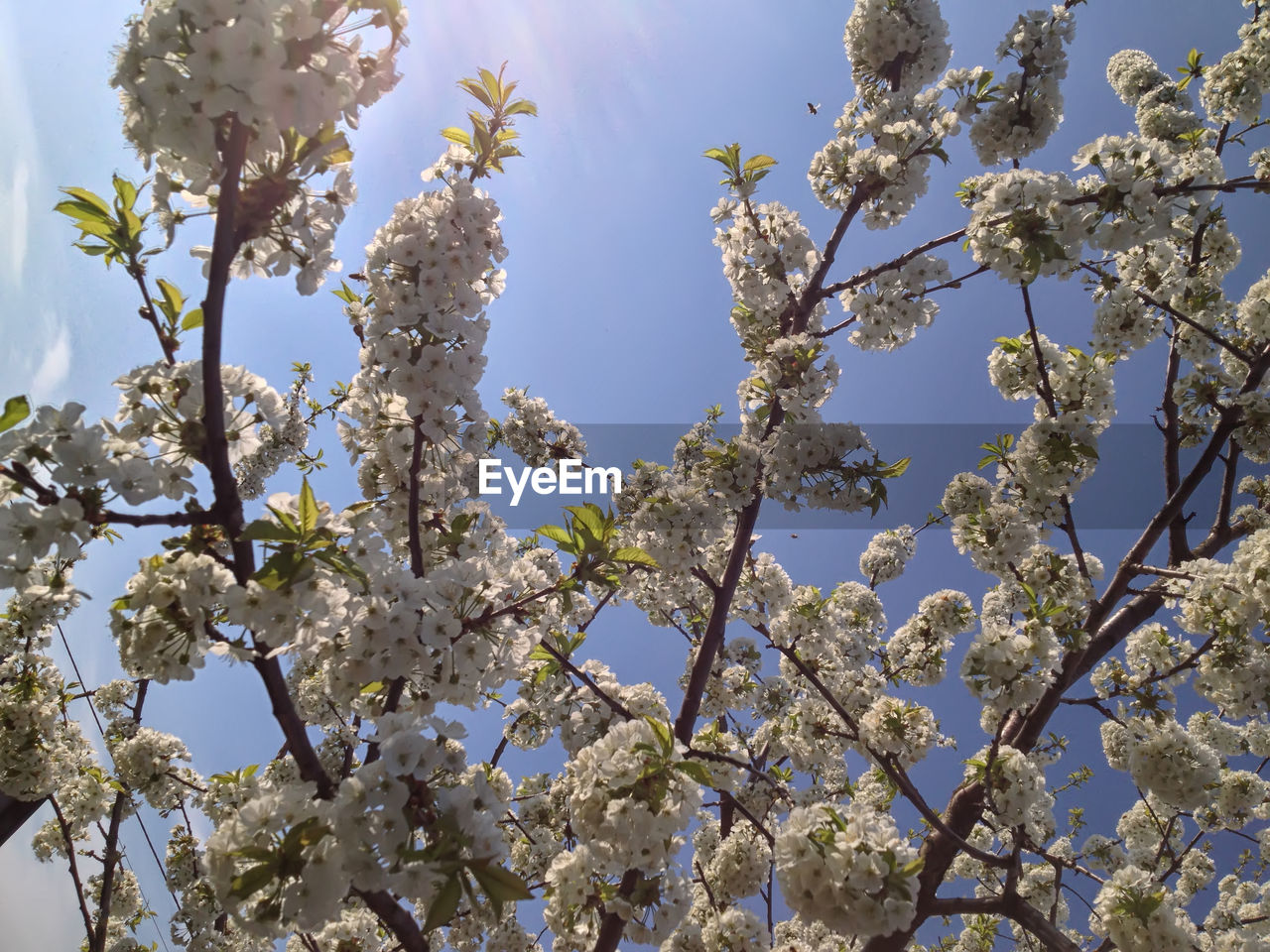 Low angle view of white flowers blooming on tree