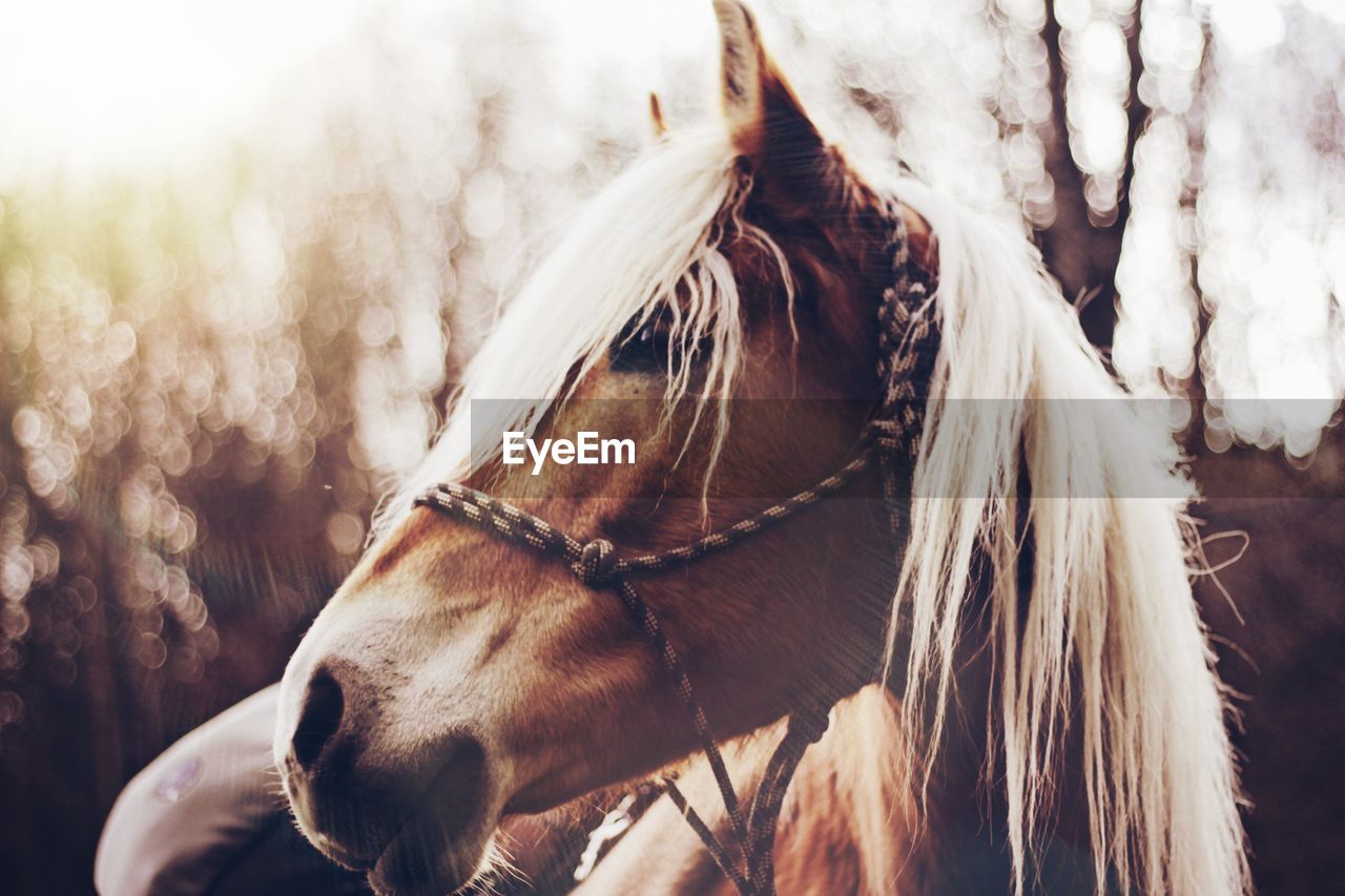 CLOSE-UP OF A HORSE LOOKING AWAY OUTDOORS