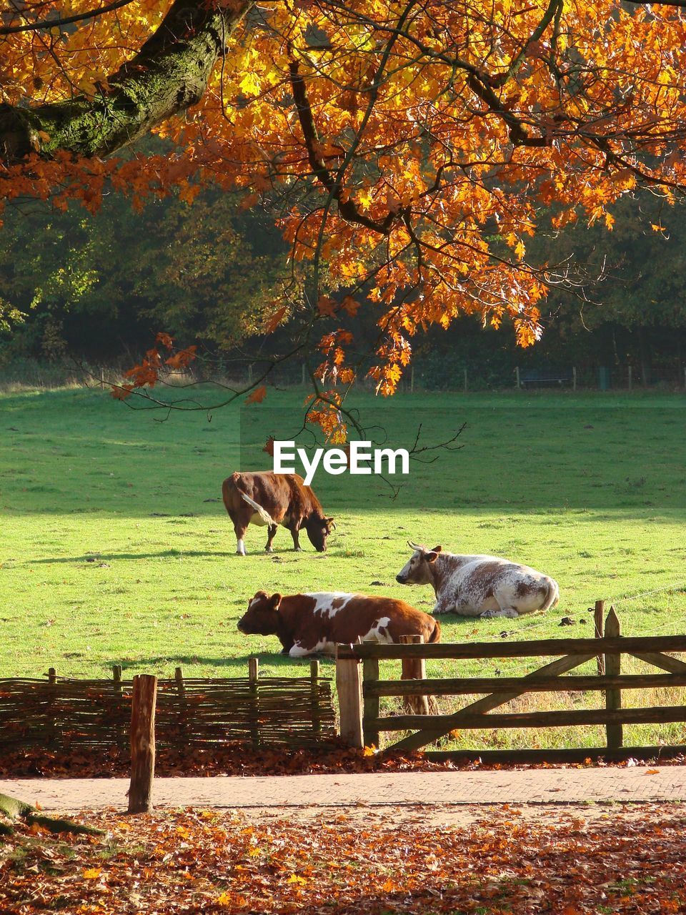 HORSE STANDING IN A FIELD