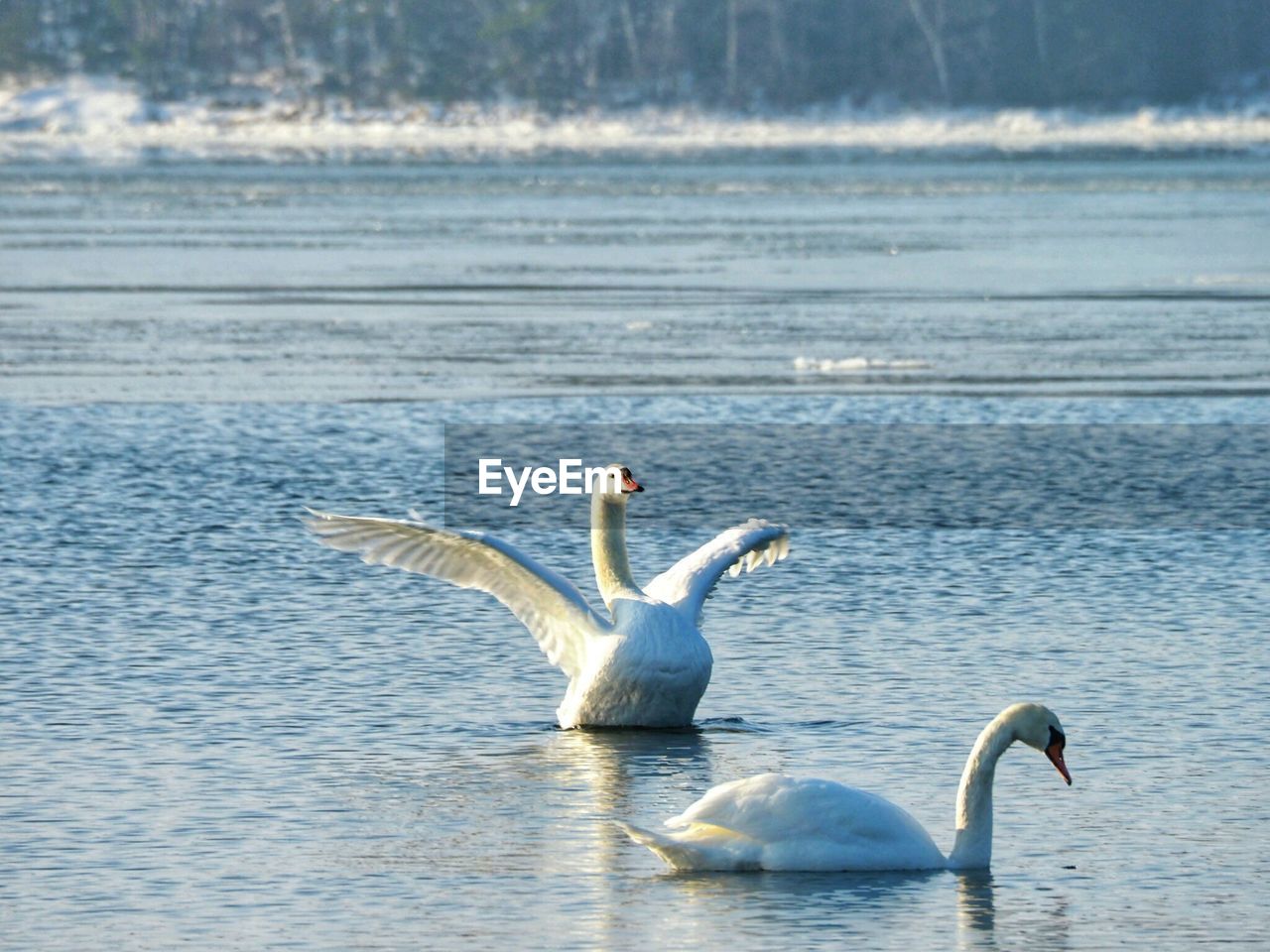 SWAN SWIMMING ON LAKE