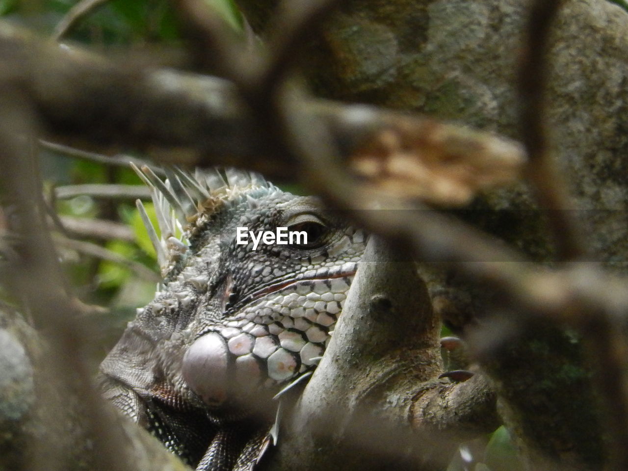 CLOSE-UP OF TURTLE ON TREE