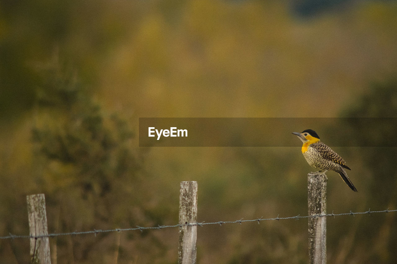 Close-up of bird perching on wooden post