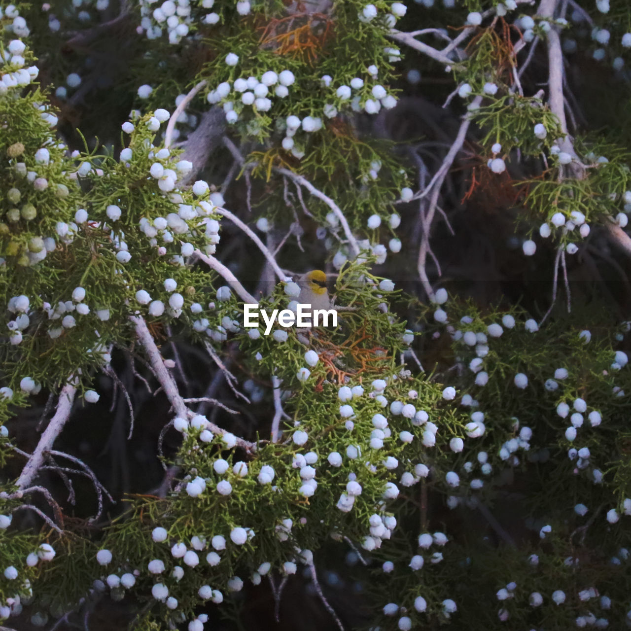 CLOSE-UP OF WHITE FLOWERING PLANT WITH TREE IN SPRING