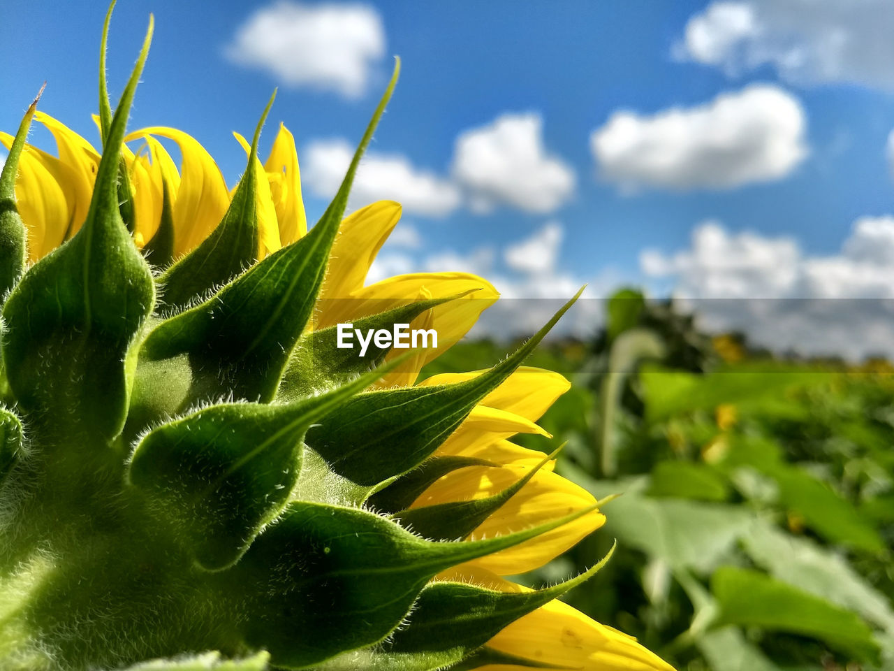 plant, green, nature, flower, sky, yellow, growth, sunflower, beauty in nature, cloud, freshness, leaf, flowering plant, plant part, field, no people, close-up, macro photography, grass, sunlight, environment, wildflower, landscape, vibrant color, outdoors, land, flower head, food, day, springtime, summer, agriculture, food and drink, meadow, blue, rural scene, focus on foreground, crop, inflorescence, fragility