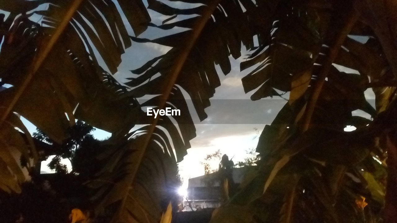 CLOSE-UP LOW ANGLE VIEW OF TREES AGAINST SKY AT NIGHT