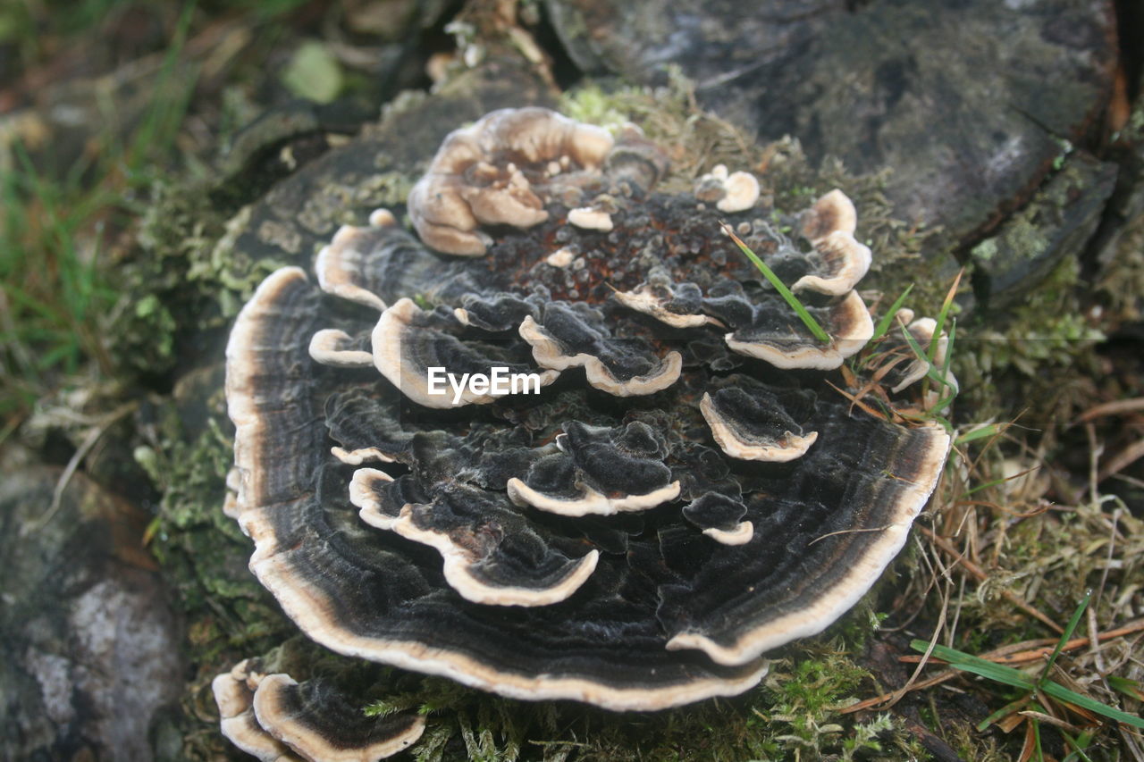 Close-up of mushrooms growing on tree trunk in forest