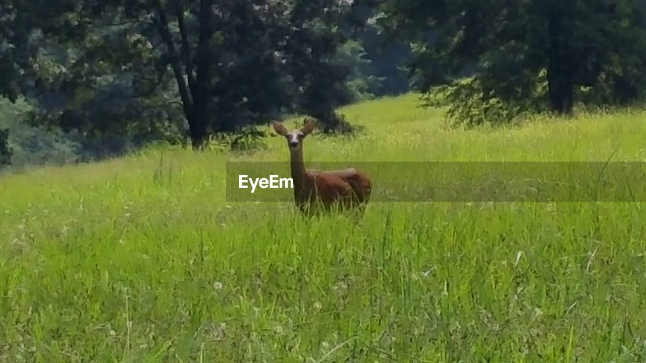 RABBIT ON GRASSY FIELD