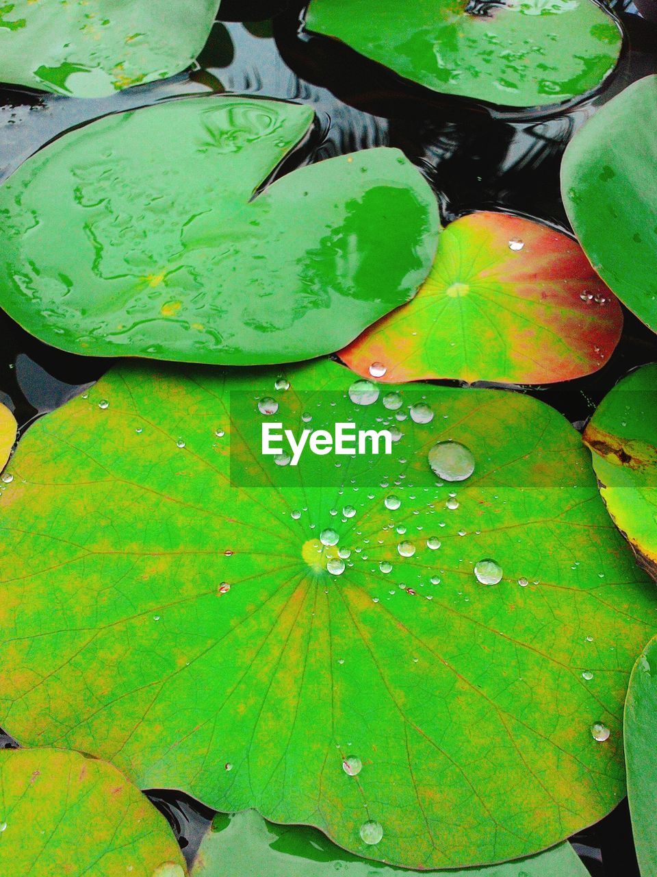 Water drops on leaf