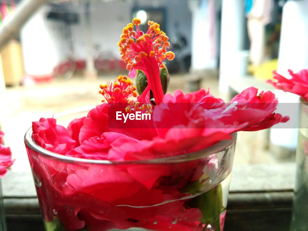 CLOSE-UP OF RED FLOWERS