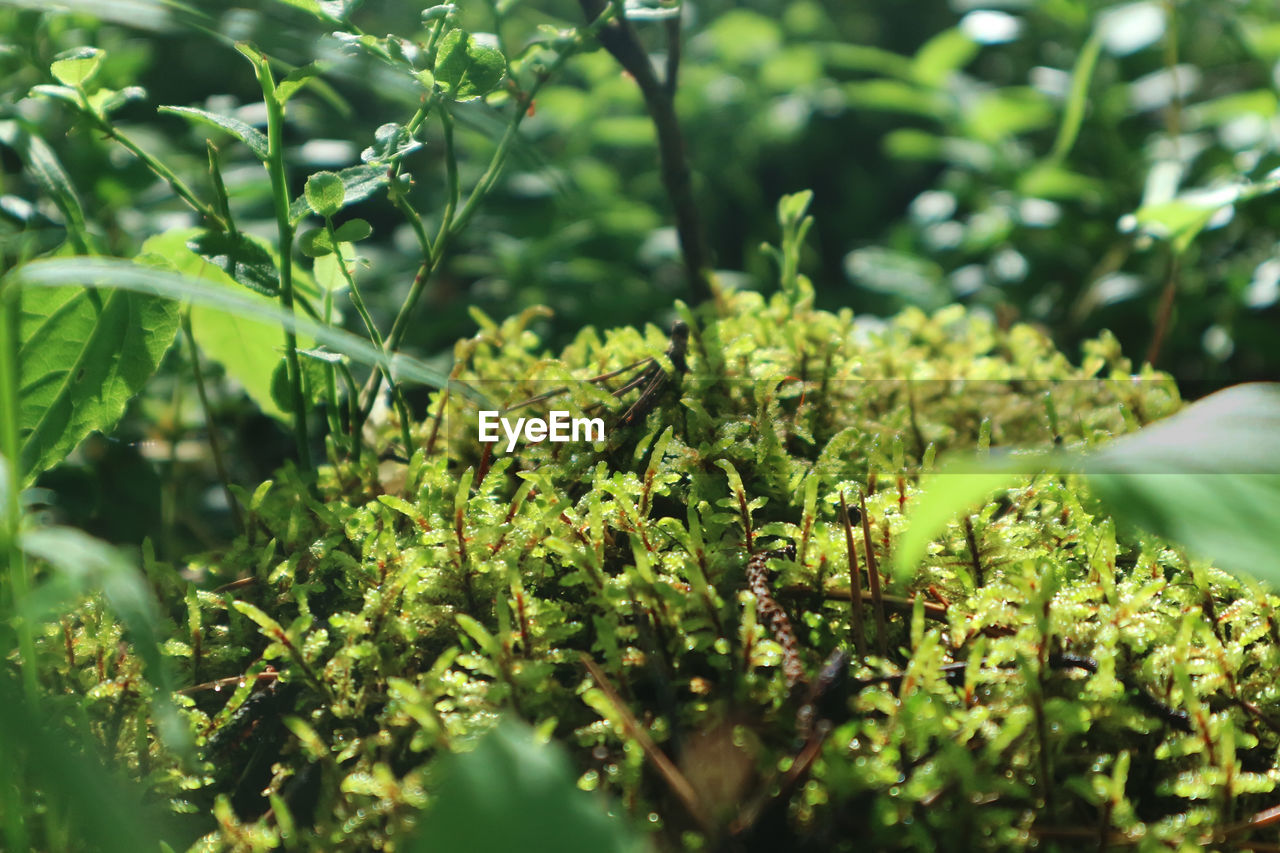 plant, green, growth, plant part, leaf, nature, food and drink, food, flower, beauty in nature, tree, shrub, land, no people, freshness, vegetable, healthy eating, field, agriculture, outdoors, selective focus, day, close-up, environment, garden, sunlight, social issues, herb, landscape, summer, healthcare and medicine, environmental conservation, grass, produce, crop