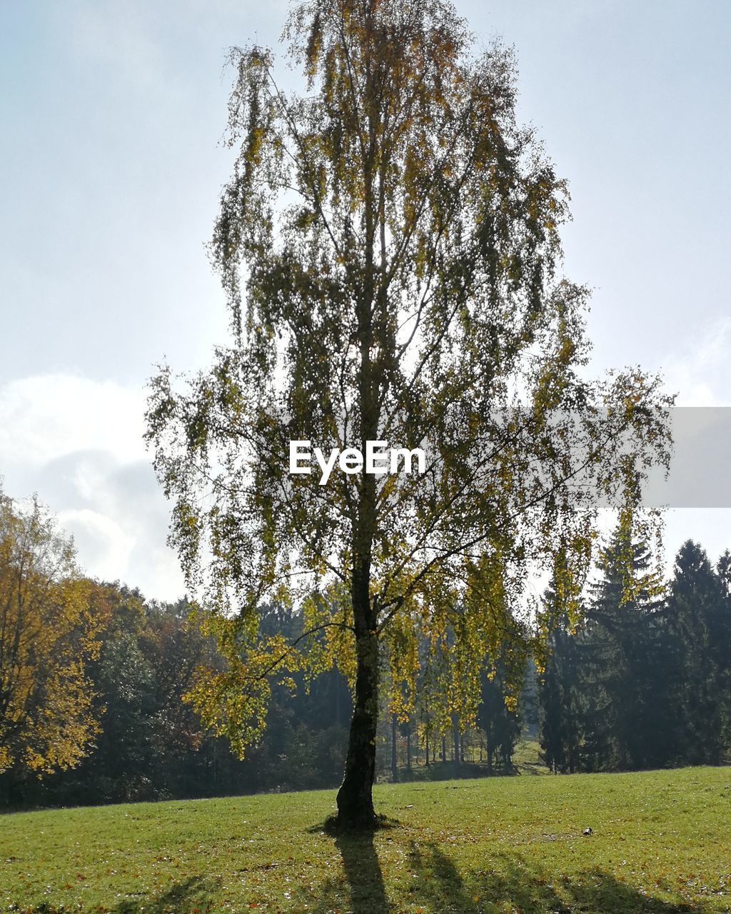 TREE ON FIELD AGAINST SKY DURING AUTUMN