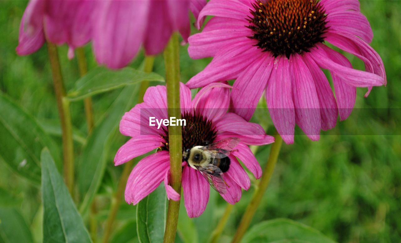 flower, flowering plant, plant, beauty in nature, freshness, petal, flower head, fragility, close-up, animal themes, growth, animal wildlife, animal, insect, wildlife, pink, nature, inflorescence, bee, pollen, one animal, pollination, macro photography, focus on foreground, no people, purple, day, outdoors, wildflower, meadow