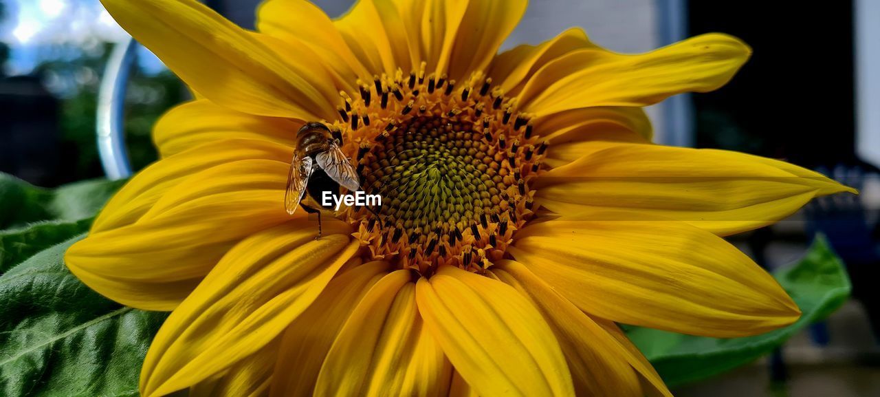 flower, flowering plant, flower head, yellow, beauty in nature, plant, freshness, sunflower, petal, fragility, close-up, growth, inflorescence, pollen, insect, nature, macro photography, animal themes, animal wildlife, animal, focus on foreground, no people, one animal, wildlife, bee, outdoors, day, sunflower seed