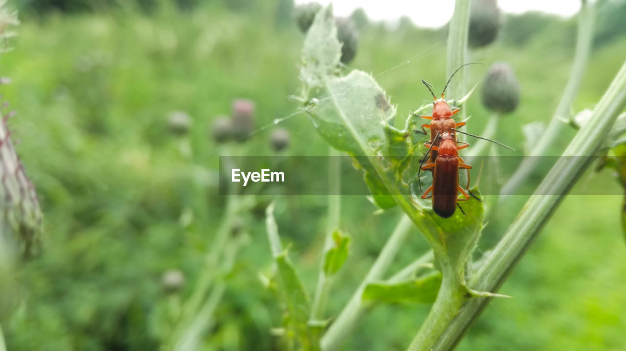 CLOSE-UP OF INSECT ON WEB