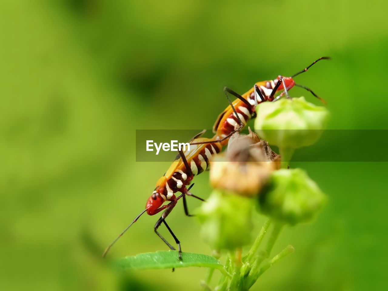 CLOSE-UP OF GRASSHOPPER ON PLANT