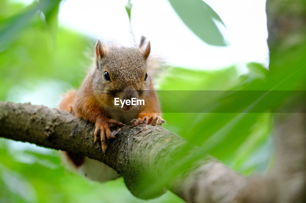 SQUIRREL ON TREE TRUNK