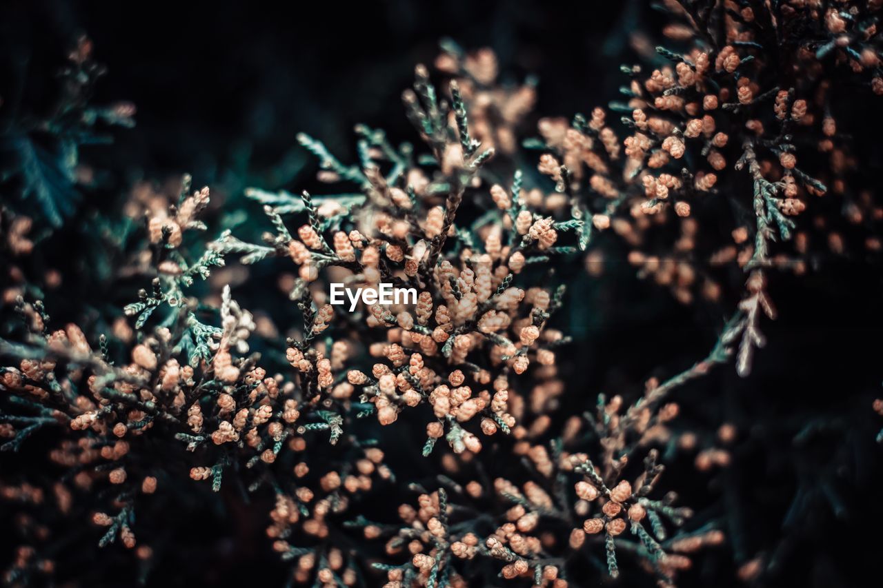 Close-up of tree during winter