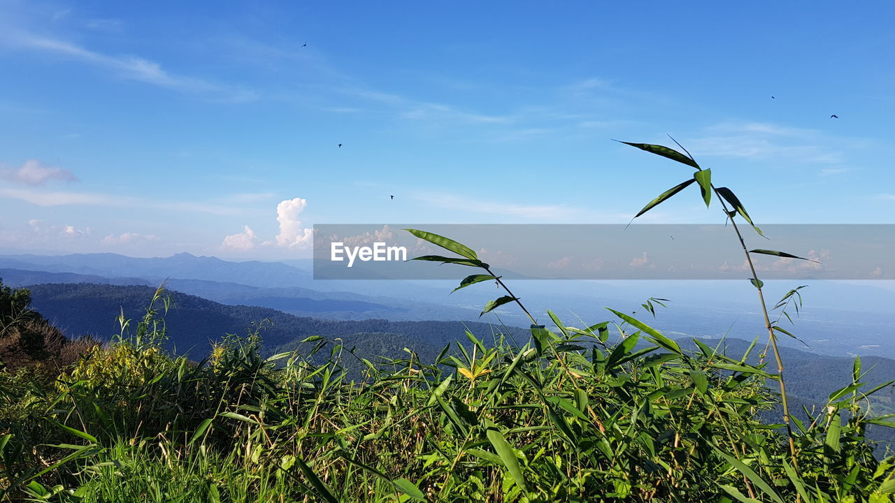 Plants growing on landscape against sky