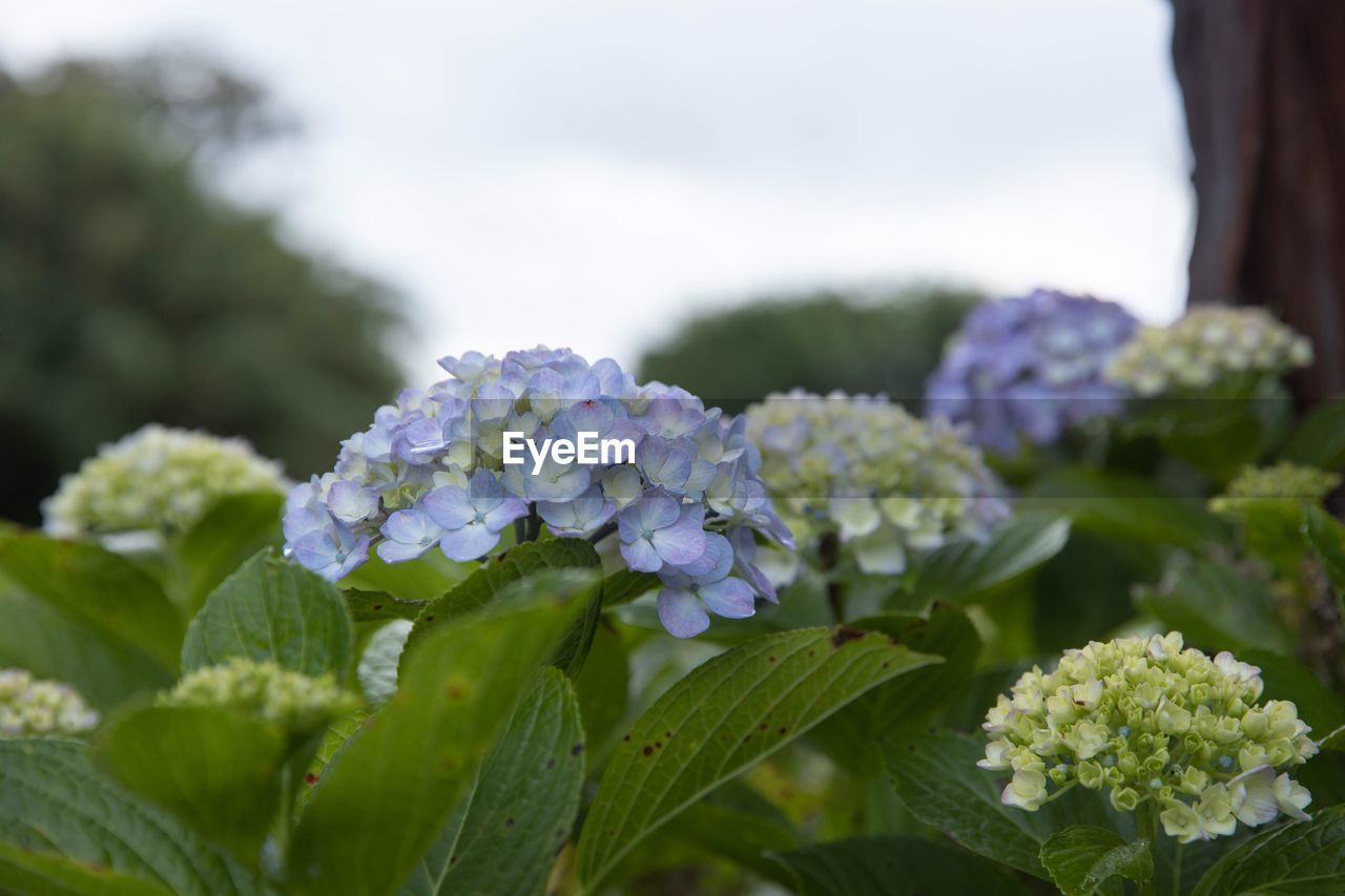 CLOSE-UP OF PURPLE FLOWERING PLANTS