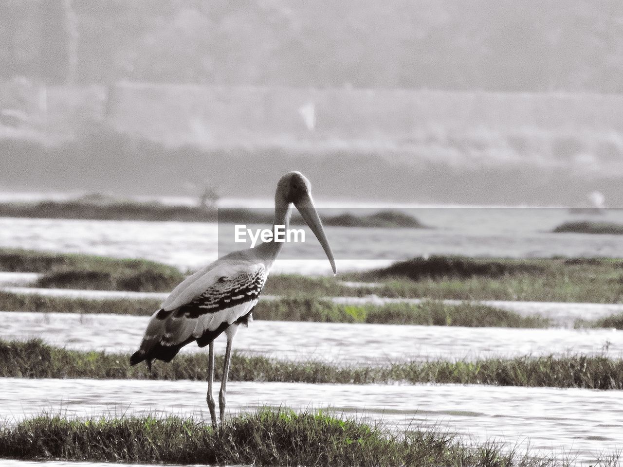 HIGH ANGLE VIEW OF GRAY HERON PERCHING IN LAKE