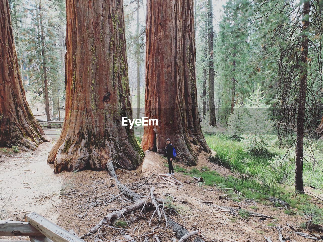 High angle view of woman standing by giant sequoias at yosemite national park