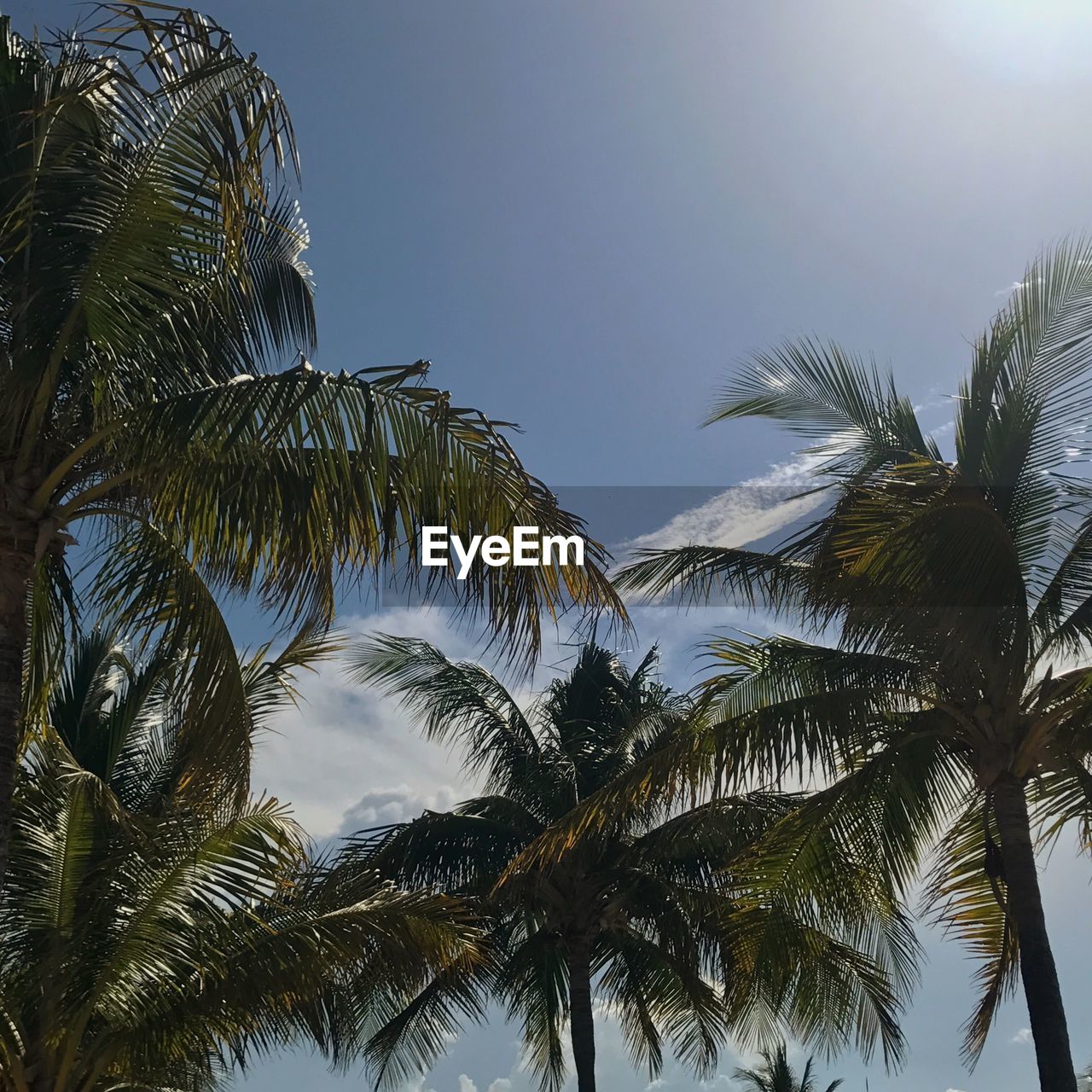 LOW ANGLE VIEW OF PALM TREES AGAINST THE SKY