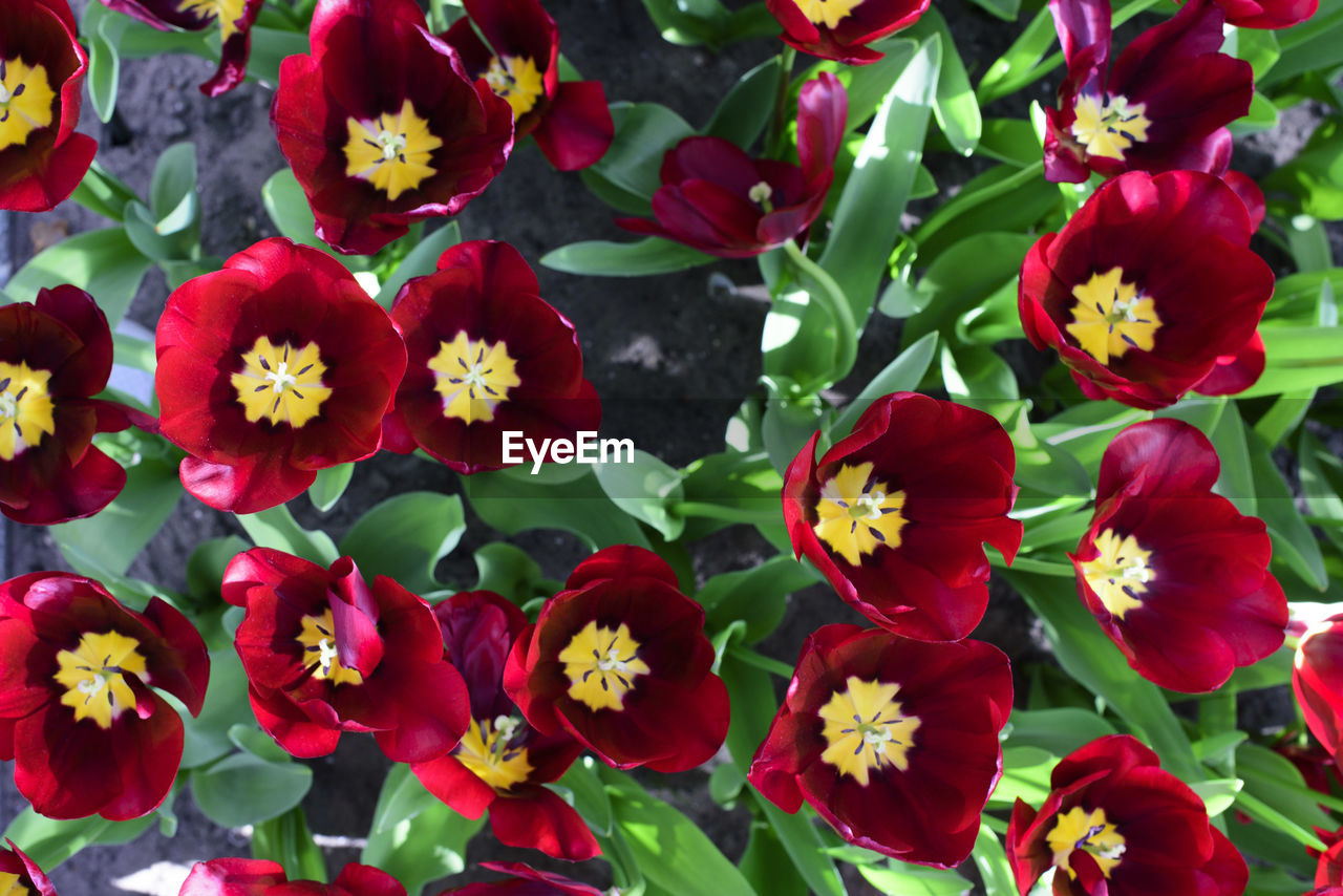 Close-up of various flowers blooming outdoors