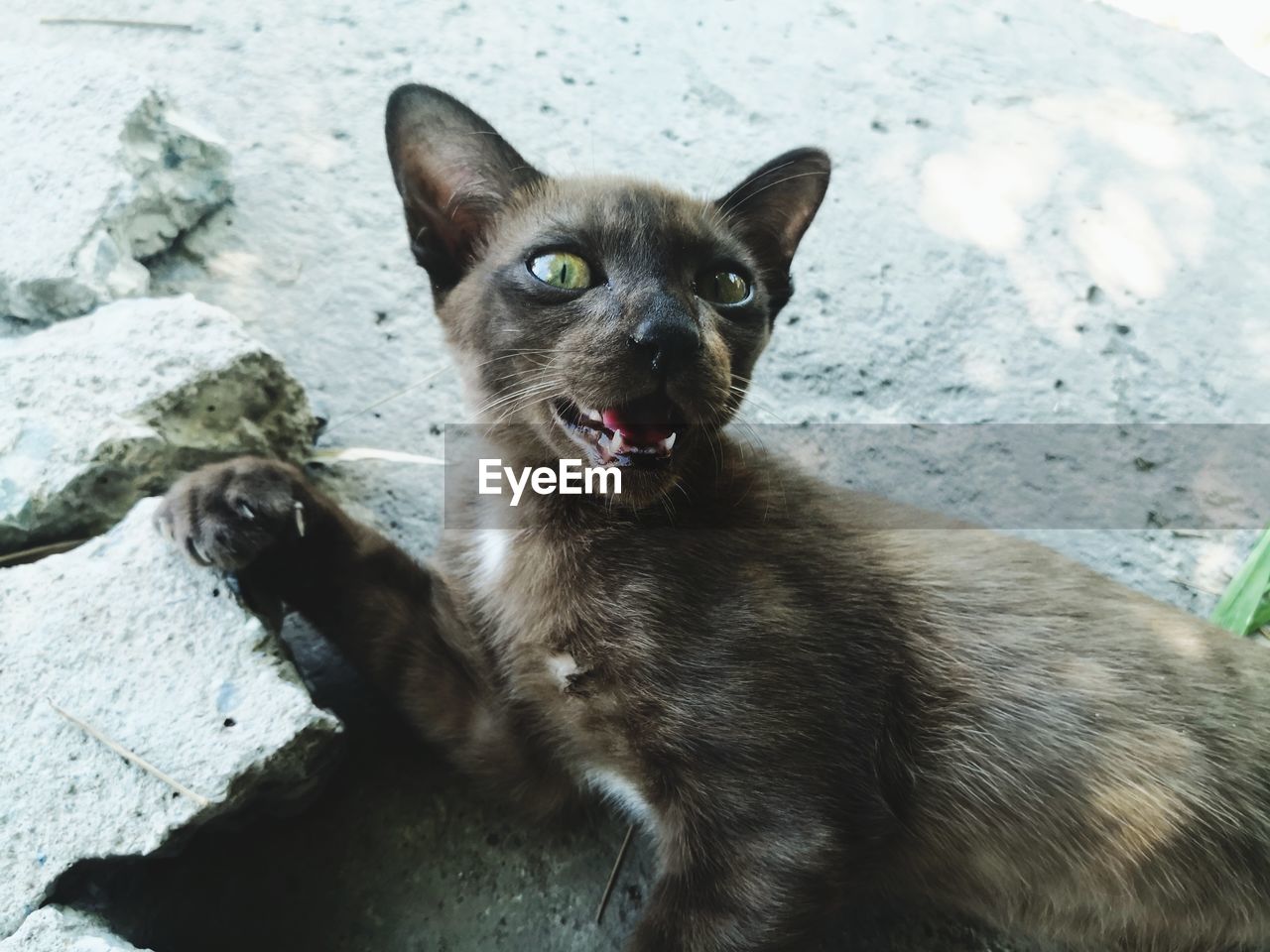 PORTRAIT OF BLACK CAT SITTING ON FLOOR