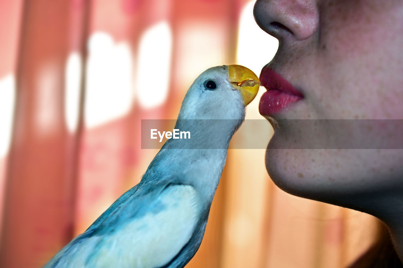 Close-up of woman kissing bird