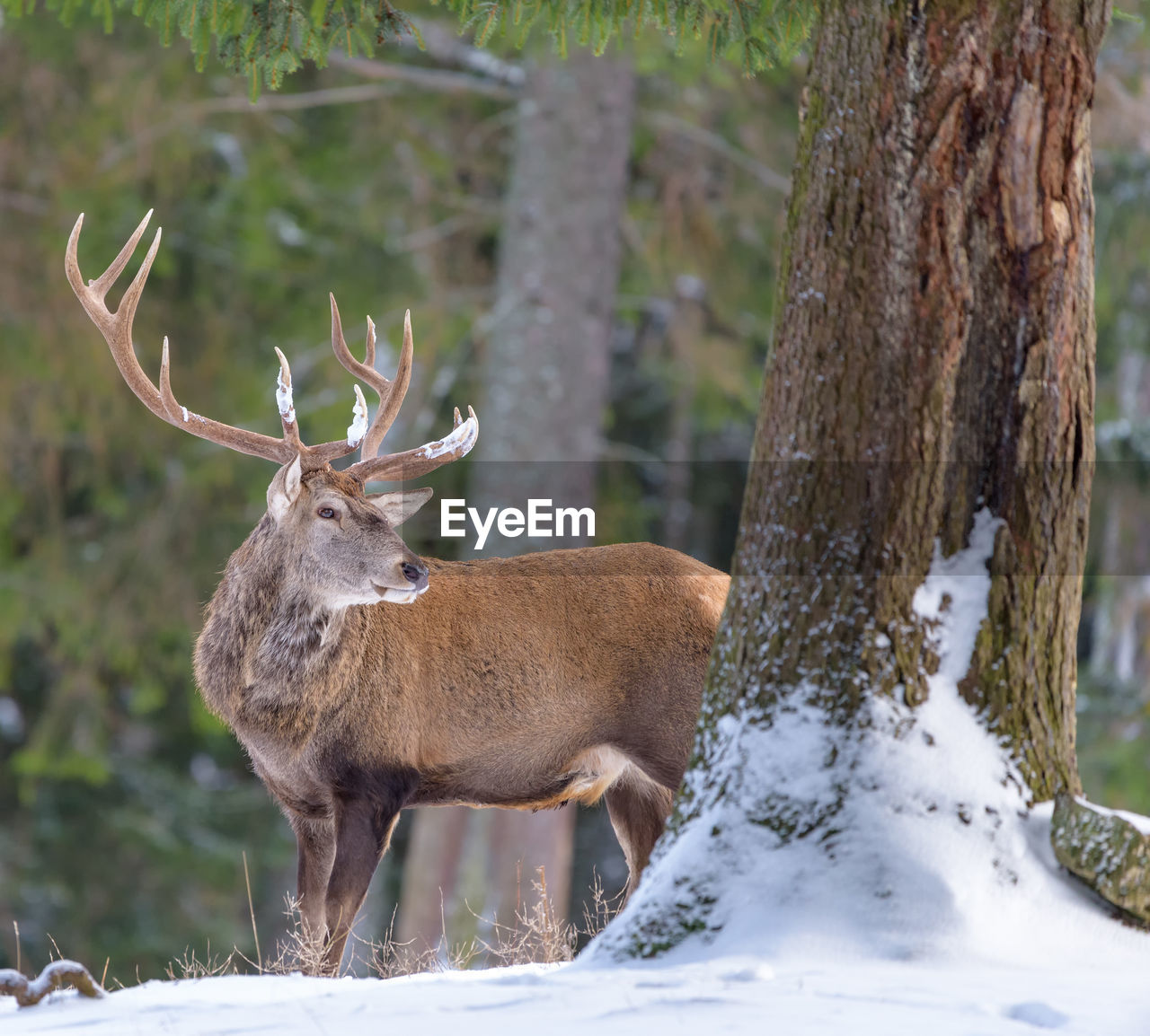 animal, animal themes, animal wildlife, wildlife, mammal, deer, one animal, tree, snow, antler, winter, reindeer, nature, elk, cold temperature, no people, plant, forest, moose, outdoors, land, tree trunk, side view, trunk, day, brown, beauty in nature, standing, full length, environment