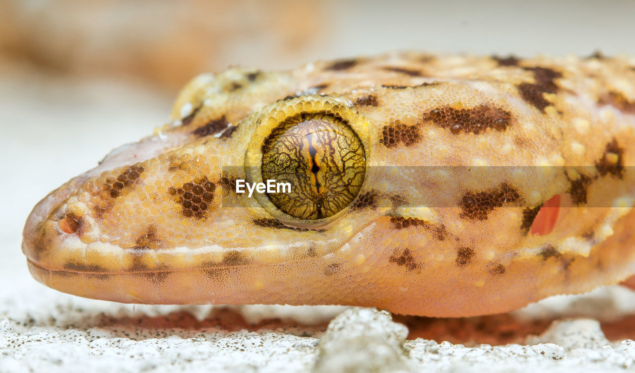 CLOSE-UP OF A REPTILE