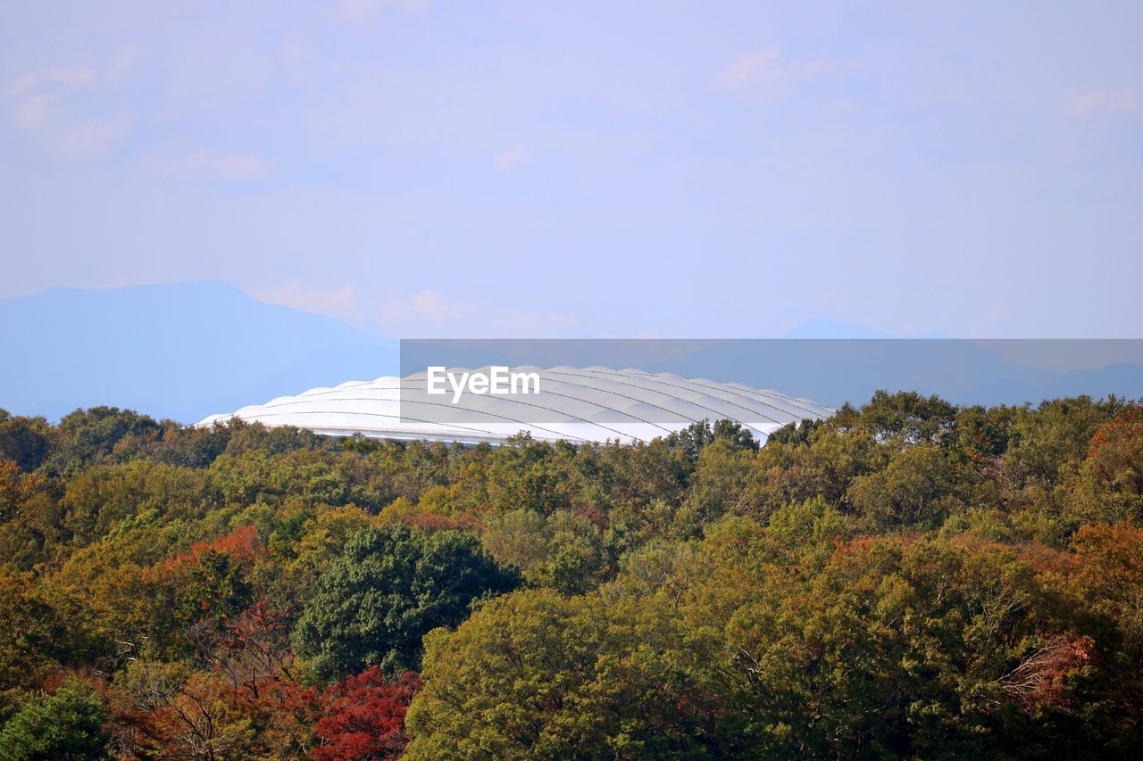 SCENIC VIEW OF TREES AGAINST SKY