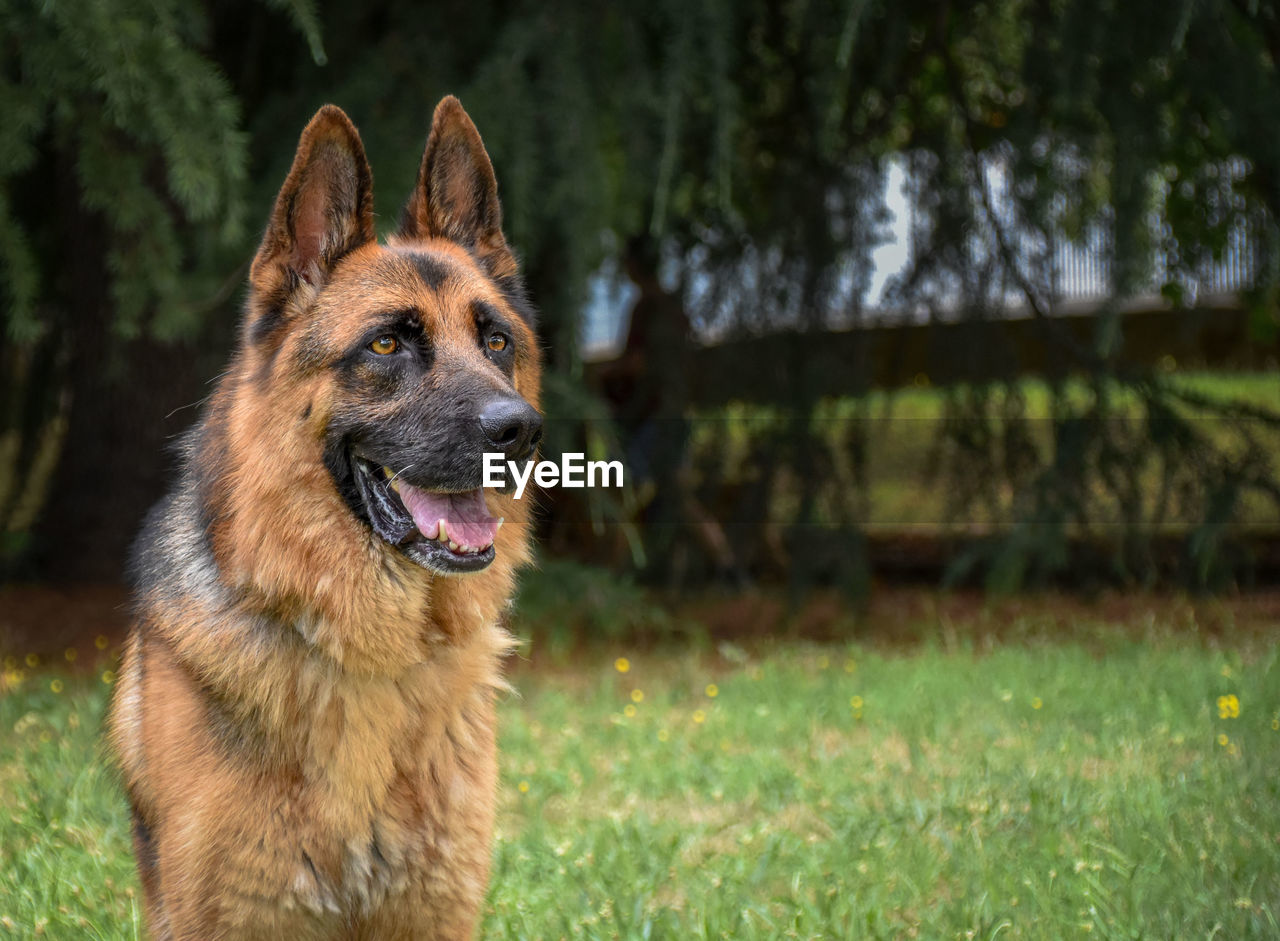 PORTRAIT OF A DOG IN THE FIELD