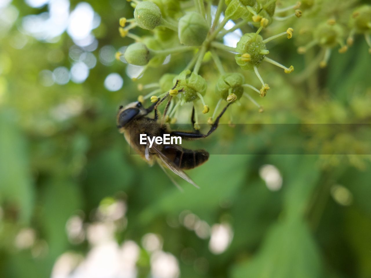 CLOSE-UP OF INSECT ON PLANT OUTDOORS