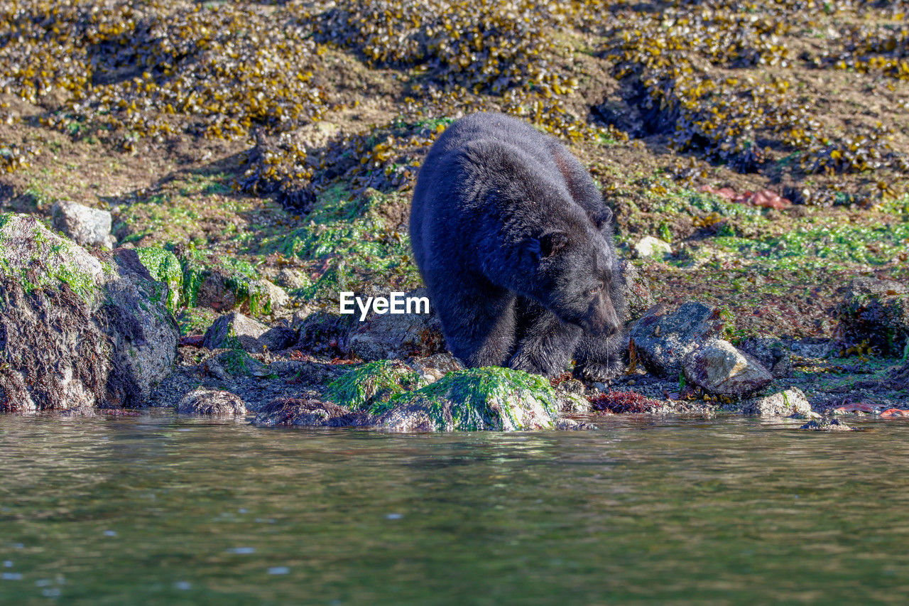animal, animal themes, wildlife, animal wildlife, water, mammal, one animal, nature, no people, day, outdoors, sea, underwater, animal body part, swimming