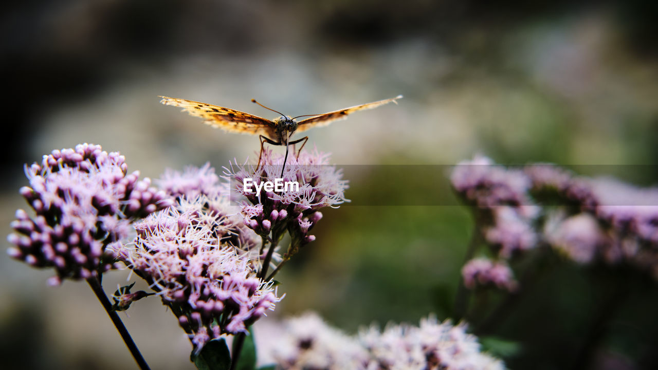 Close-up of butterfly pollinating on pink flower