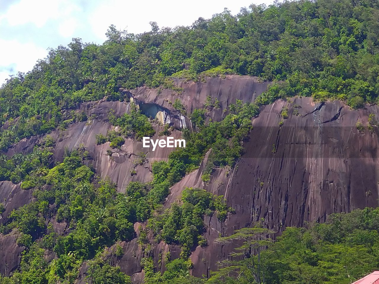 PLANTS GROWING ON LAND AGAINST MOUNTAIN