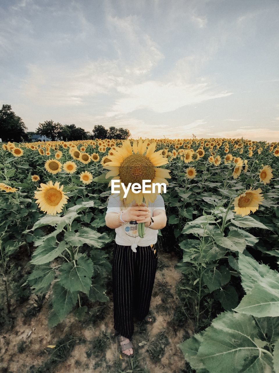 Girl in sunflower field