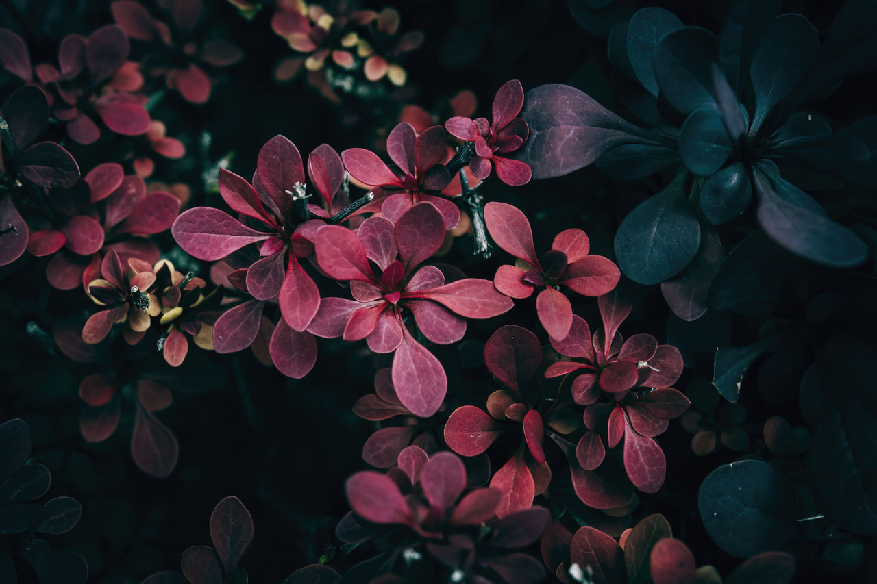 plant, flower, nature, beauty in nature, flowering plant, purple, plant part, leaf, petal, no people, night, close-up, growth, freshness, backgrounds, red, green, outdoors, pattern, tree, multi colored, branch, environment, macro photography, pink, lilac, botany, water