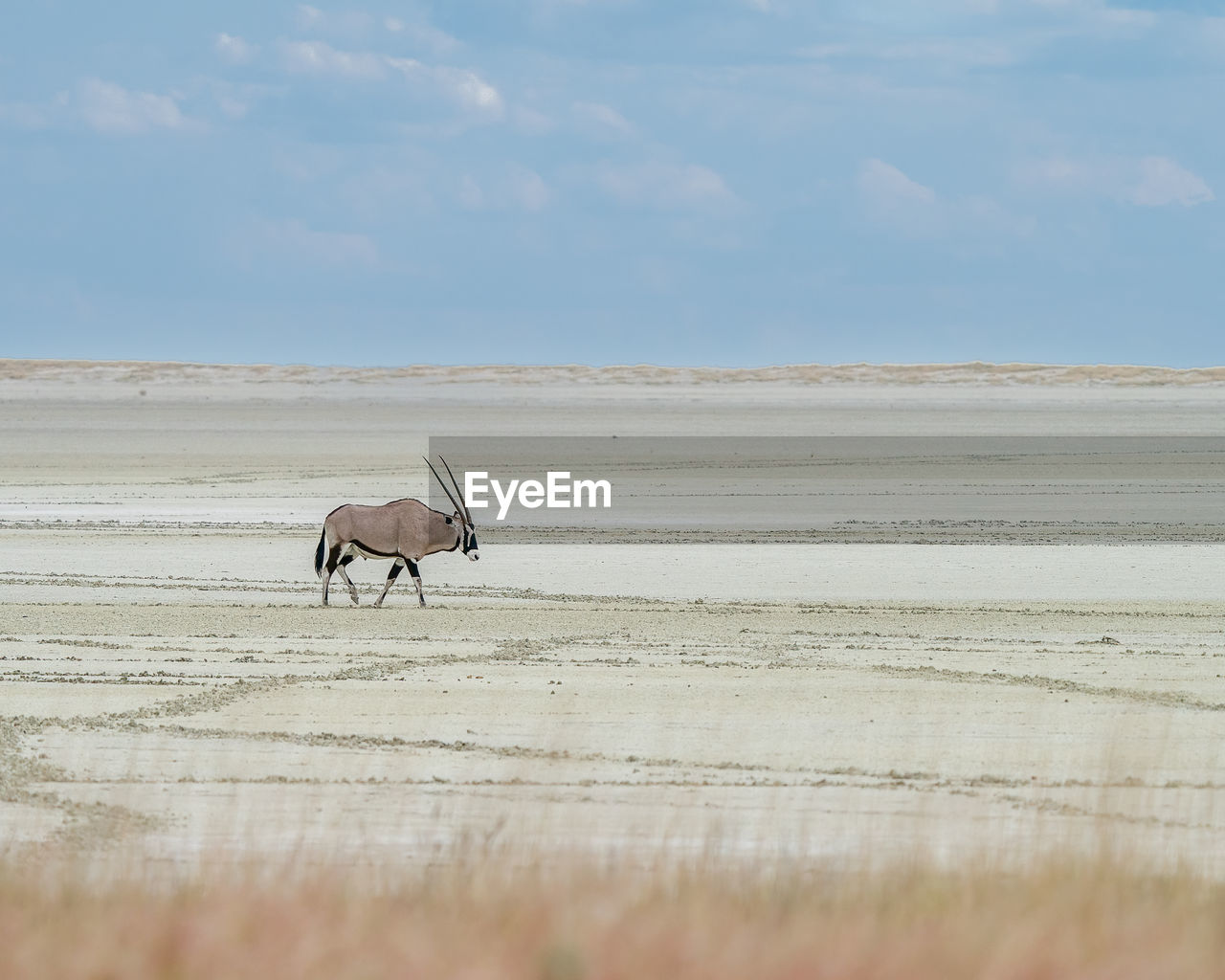 One oryx walking in animal tracks on a salt pan