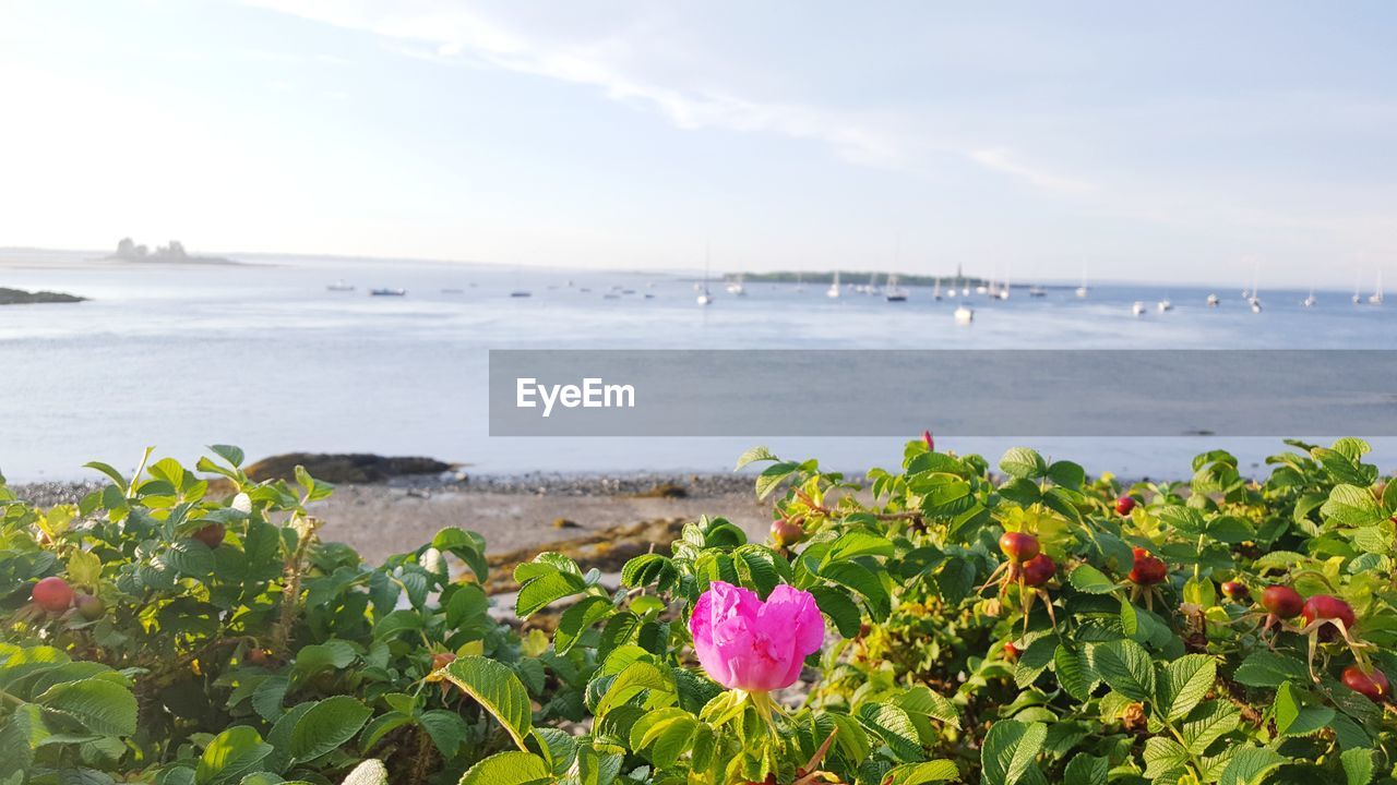 CLOSE-UP OF FLOWERS BLOOMING AT BEACH