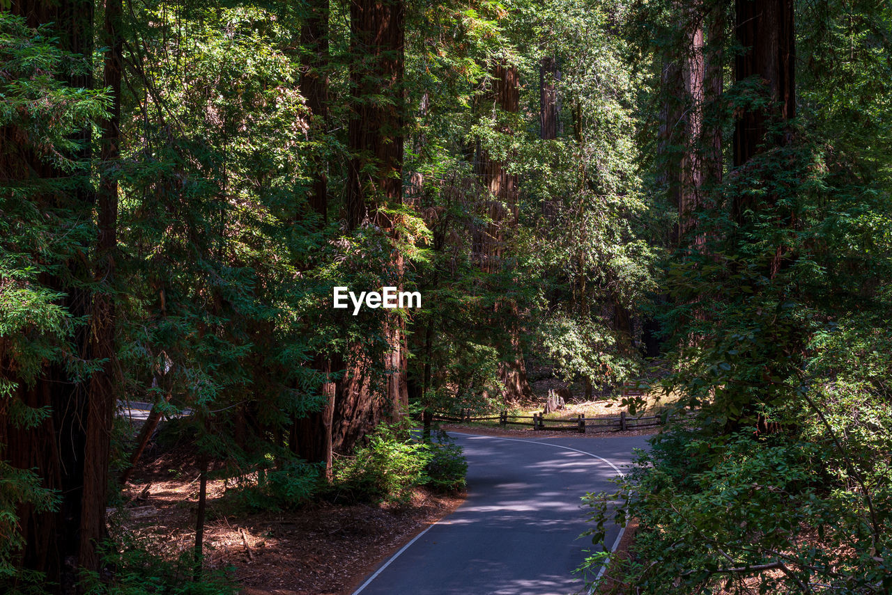 Road amidst trees in forest