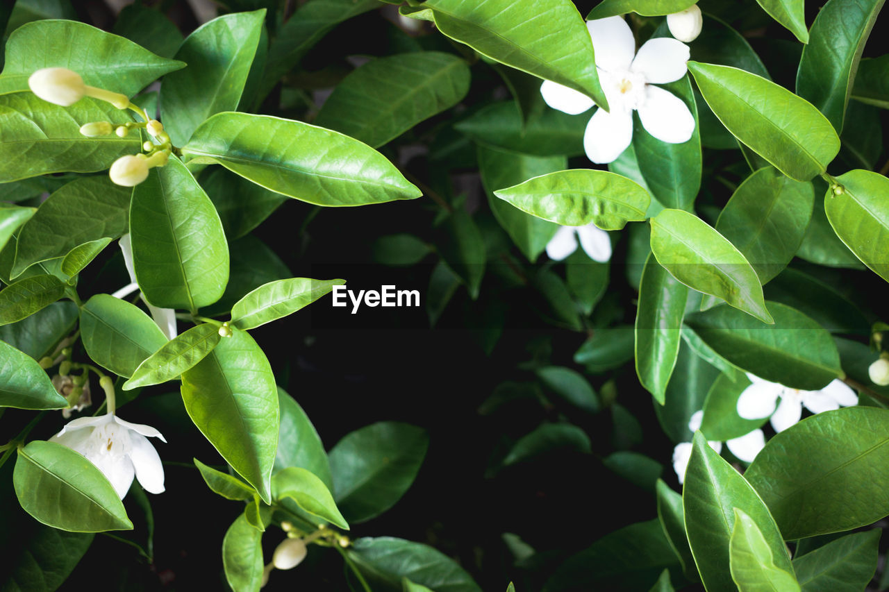 Close-up of green leaves