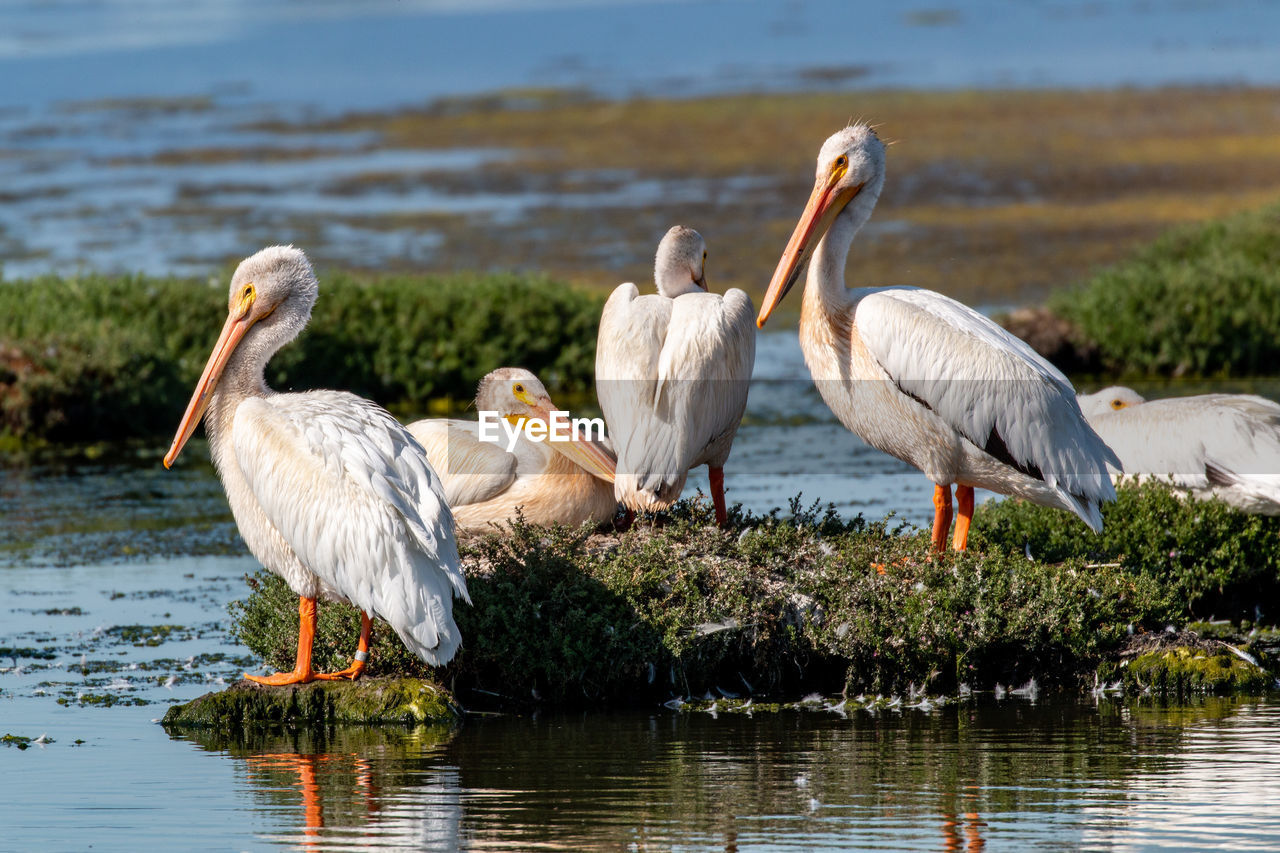 View of white pelicans in lake