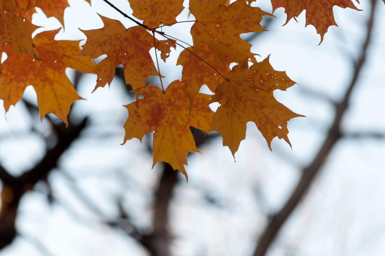 Close-up of maple leaves on branch