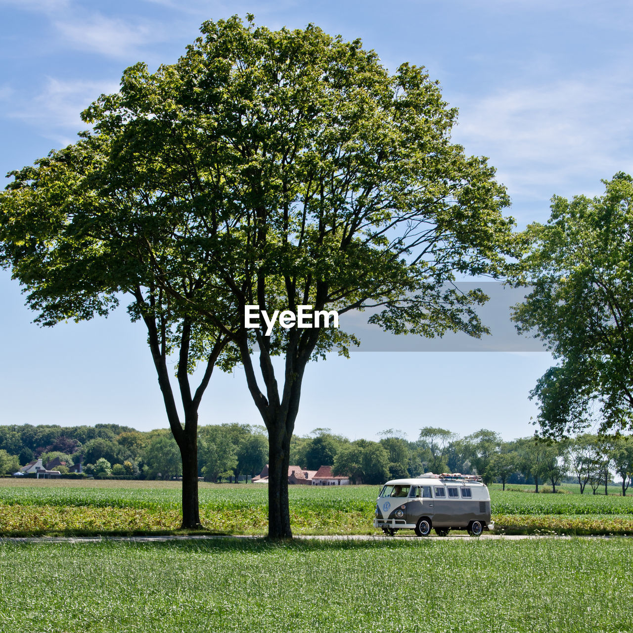 TREES ON GRASSY FIELD