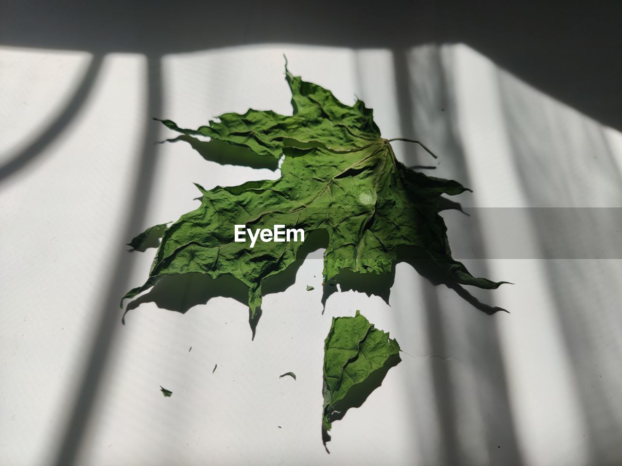 leaf, green, plant part, nature, indoors, food and drink, no people, plant, food, close-up, shadow, freshness, macro photography, healthy eating, branch, sunlight, wellbeing, herb, vegetable, flower