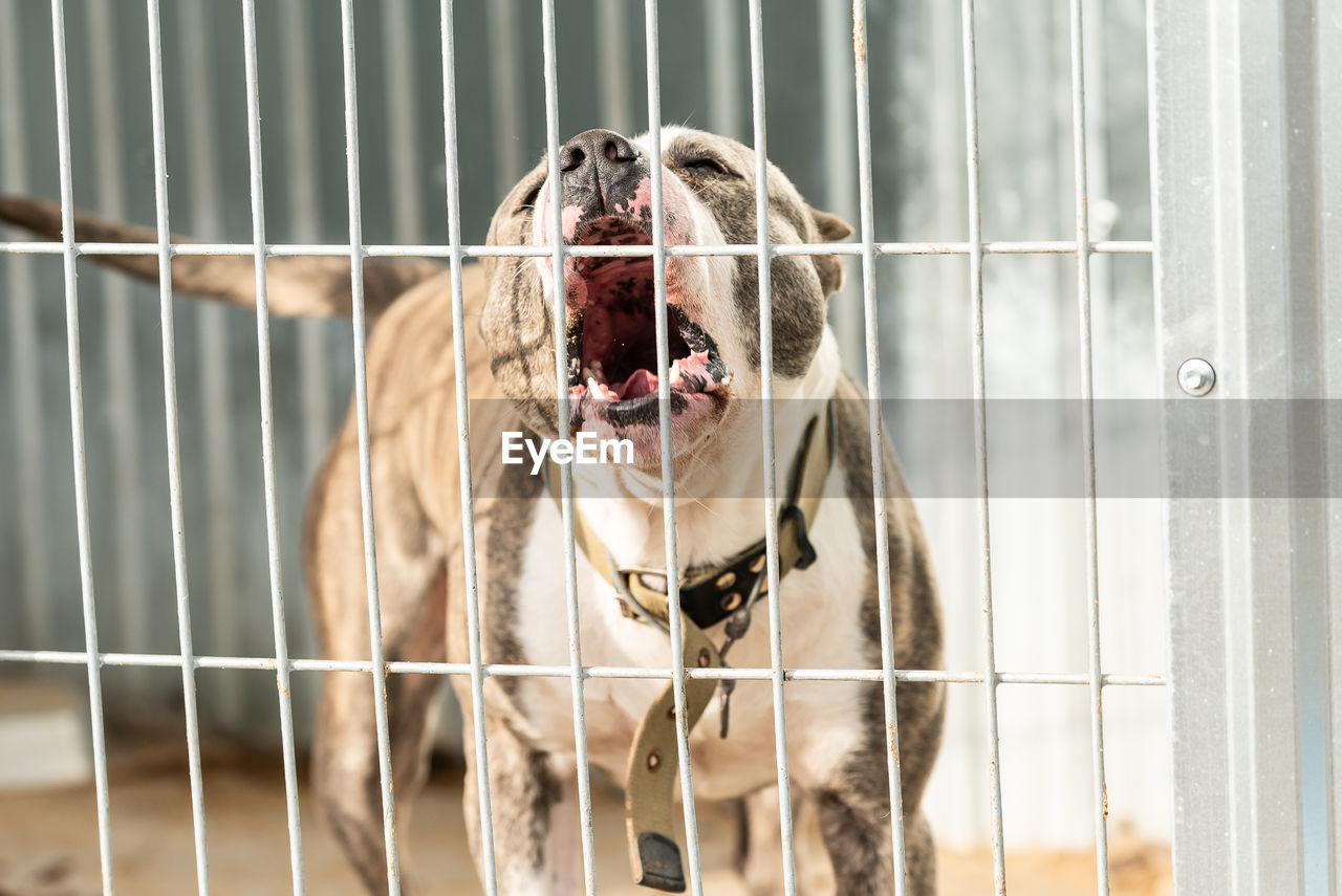 CLOSE-UP OF DOG IN CAGE AT ZOO