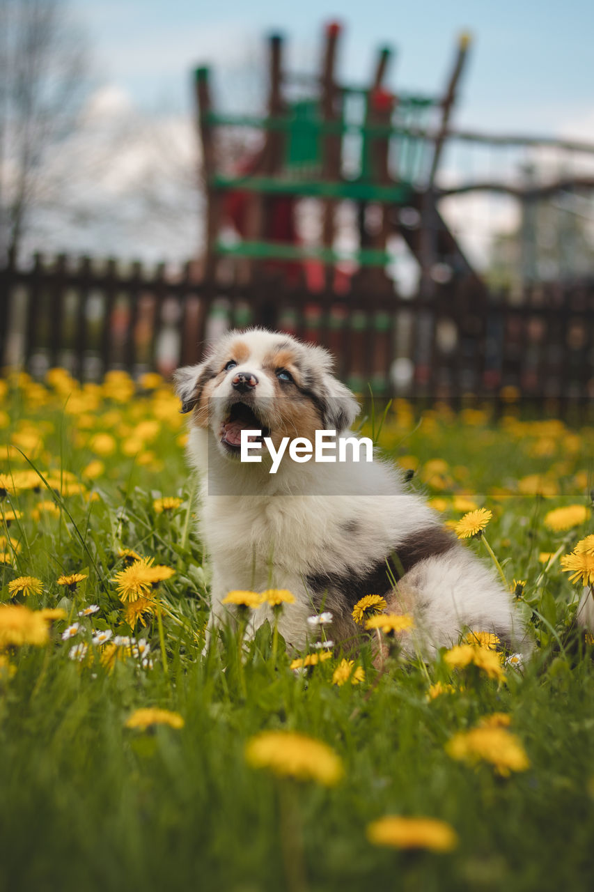 Australian shepherd cub exploring the garden for the first time. blue merle sitting in the grass 