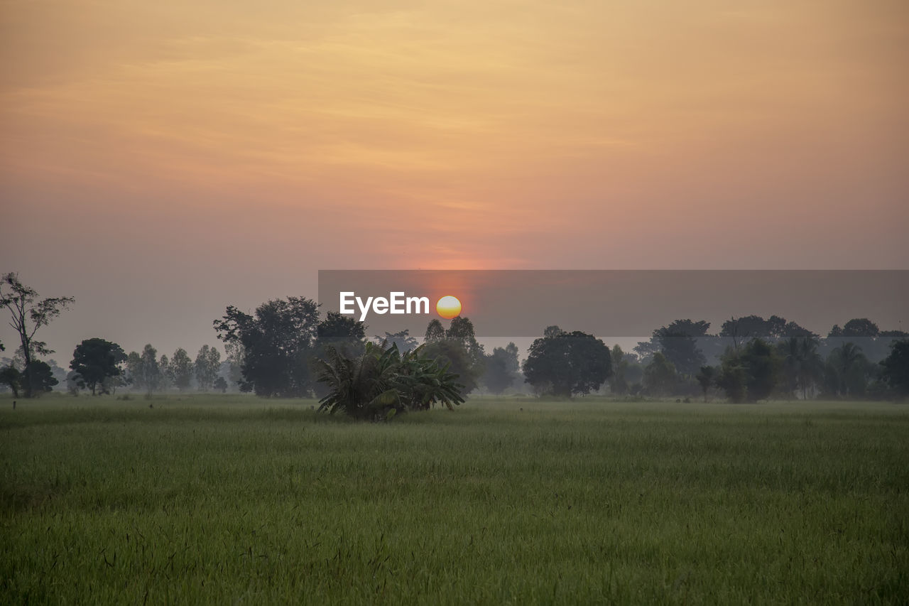 Scenic view of field against sky during sunset